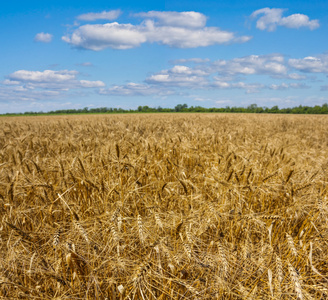 夏季小麦场景观