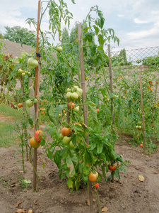 灌木西红柿图片