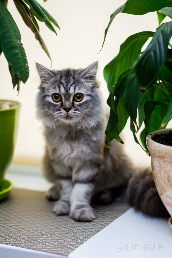 小猫苏格兰直 耳毛绒 动物照片 正版商用图片0rdsp4 摄图新视界