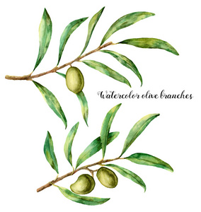 设置有橄榄枝的水彩画。手绘花卉插图与橄榄果实和叶子的树枝 isolatedon 白色背景。为设计 打印和结构