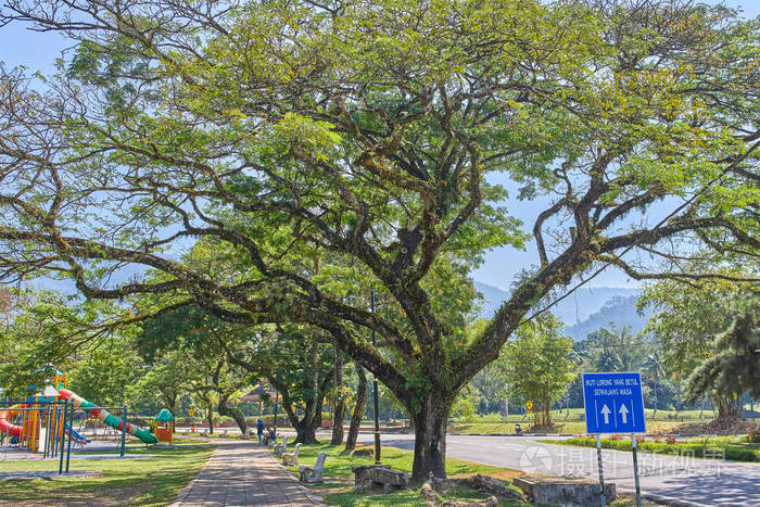 沿太平湖花园或怀孕湖的长枝老树, 马来西亚