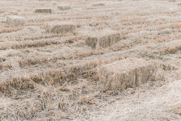 干燥的秸秆干草堆