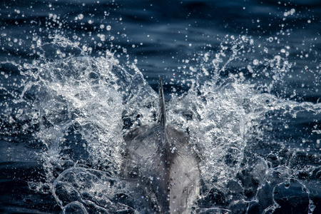 Dolphin medan hoppa i det djupa bl havet