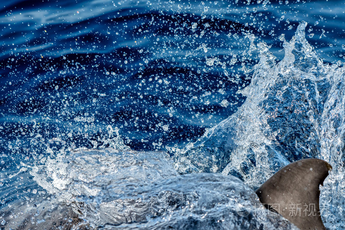 Dolphin medan hoppa i det djupa bl havet