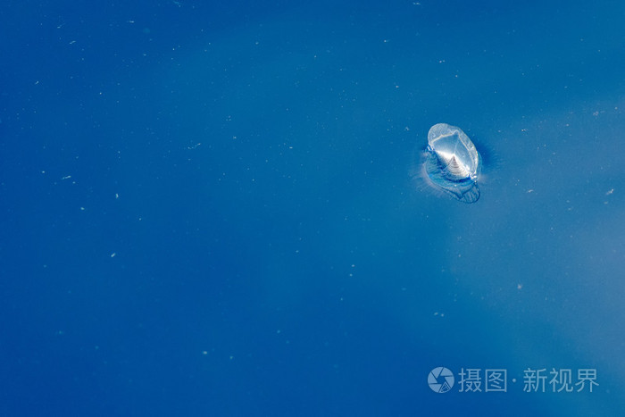 velella 水母上深蓝色的大海回来