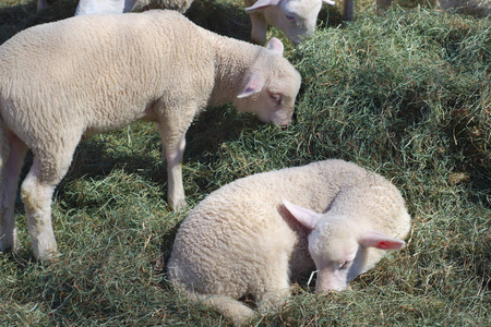 白羊吃和休息的干草