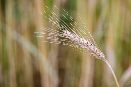 成熟的谷物小麦场穗穗头