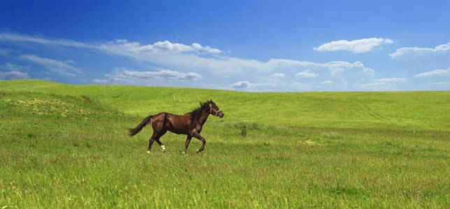 肉桂色马自由自在地奔跑, 在明亮的多汁的丘陵与绿色的草地的意志