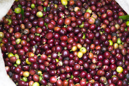红色咖啡豆，新鲜咖啡的背景纹理