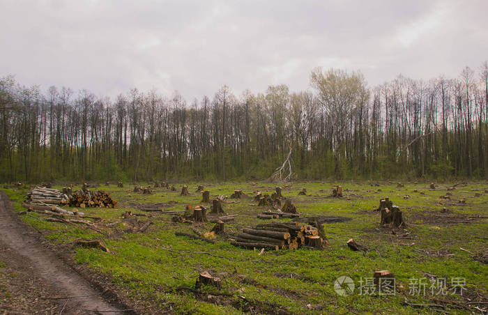 砍木头，森林灾害松绿树