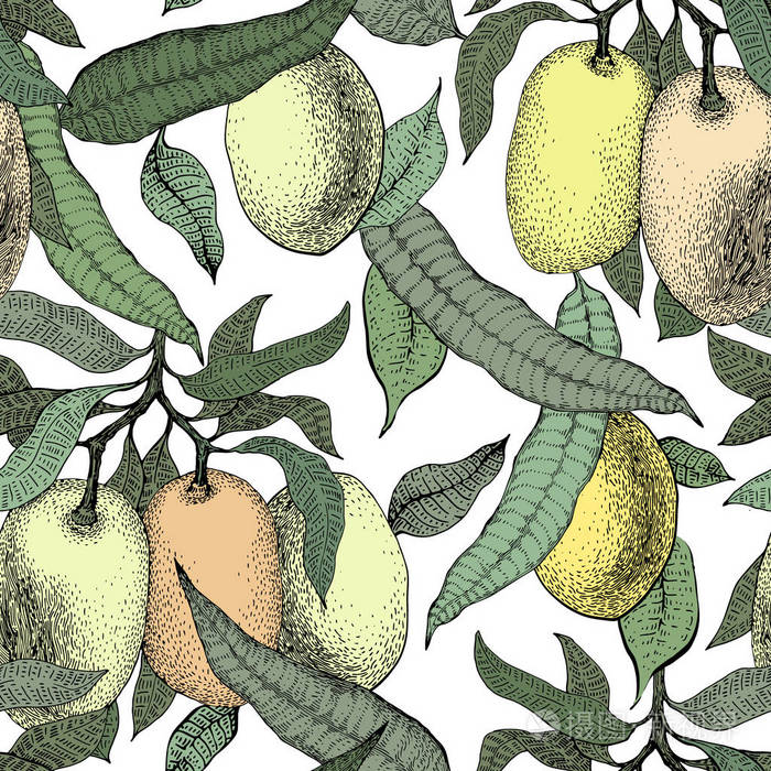 芒果树的老式无缝模式.植物芒果水果背景.刻的芒果.矢量图