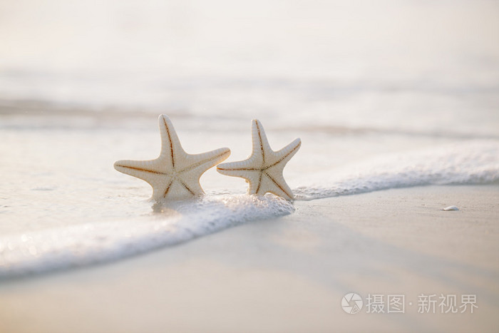 两只海星在海边沙滩上
