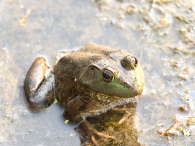 在芝加哥一个池塘的水面上, 一只大公青蛙坐在海藻上的照片特写