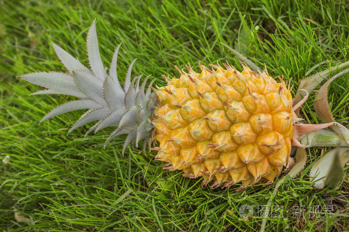 黄菠萝在草地上