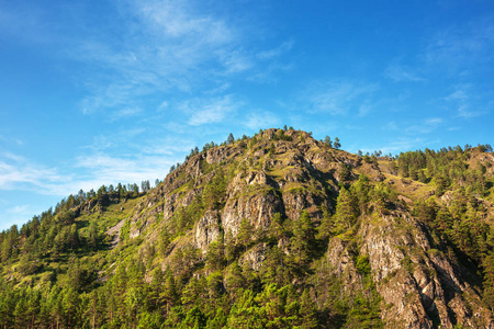 夏天的风景, 山坡上有山和松树。阿尔泰山脉, 南西伯利亚