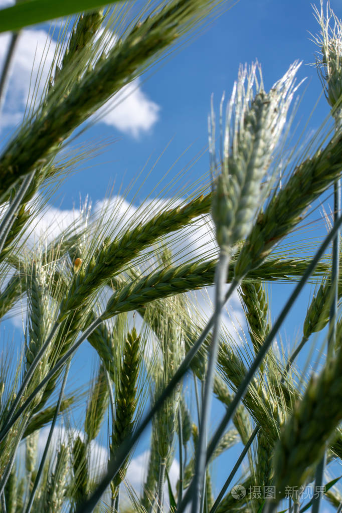 绿色麦田特写在阳光明媚的日子, 田野浅深, 背景蔚蓝的天空