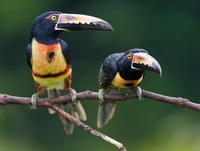 领 Aracari, 一巨嘴鸟从中美洲