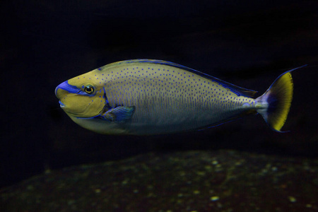 褐飞鱼NasoVlamingii。
