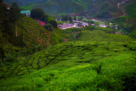 绿茶种植园在早晨, 金马伦高原, 马来西亚。梯田农场的茂盛的田野。自然背景。在日落或日出的时候, 令人惊叹的茶园景色。新鲜空气