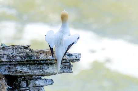 一只成年 gannet 鸟在岩石露头上筑巢的后视