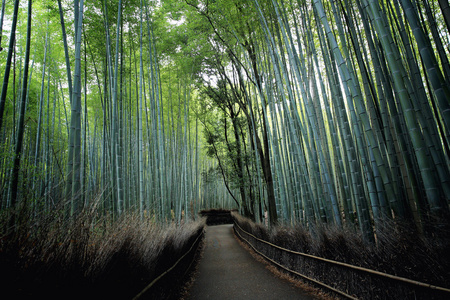 竹林在日本