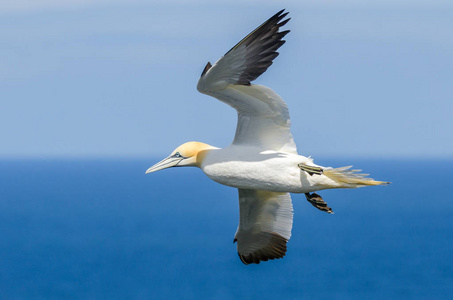 飞行中的大 gannet