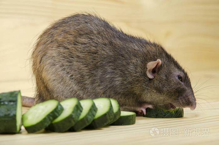 老鼠在木桌上吃黄瓜