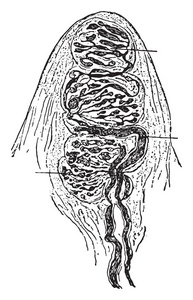 迈斯纳小体图片