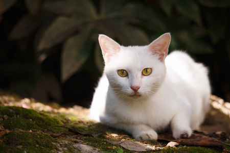 一只白猫在花园里