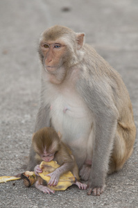 年轻的猴子泰国