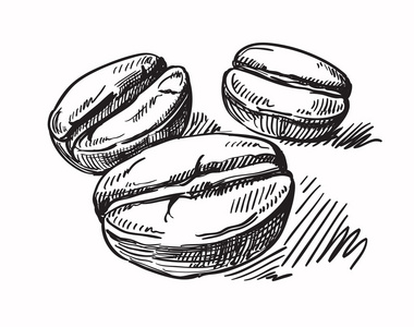 矢量的咖啡豆照片