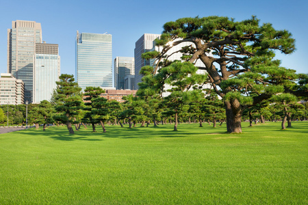 在摩天大楼的松树树公园