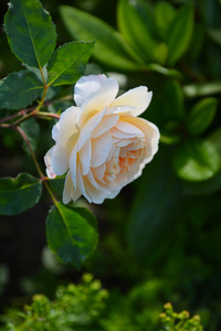 玫瑰。在花园里