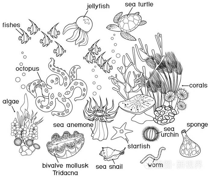 与标题不同的海洋居民珊瑚礁生态系统插画-正版商用图片0reljc-摄图新