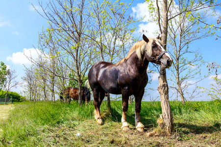 拴系彩色纯种马被拴在一棵树上, 缰绳, 线束照片