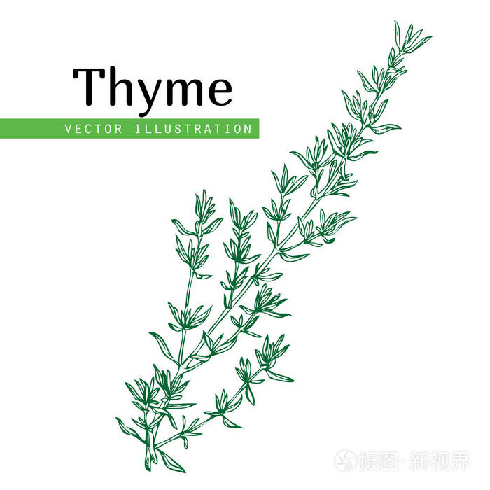 百里香植物白底插画-正版商用图片0remz4-摄图新视界