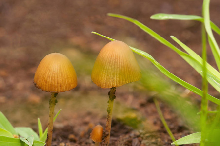 关闭蘑菇, Panaeolus foenisecii 在马哈拉施特拉邦, 印度