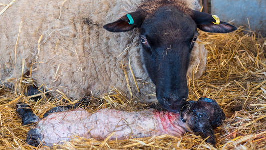 水解羊胎盘羊母羊分娩后舔她的小羊照片