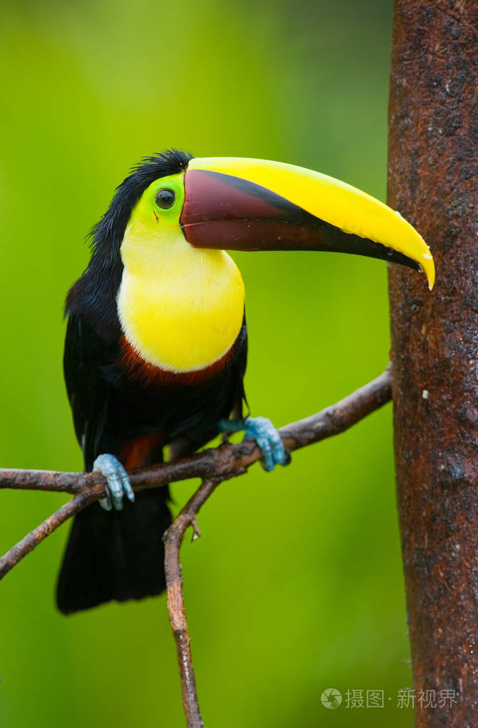 板栗-mandibled 巨嘴鸟或 swainsons 巨嘴鸟 ramphastos swainsonii