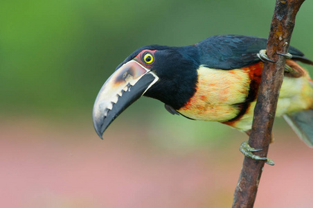 领 Aracari, 一巨嘴鸟从中美洲