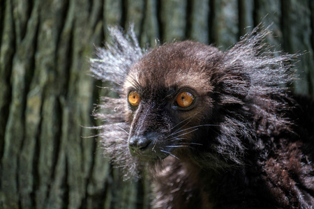 黑狐猴 美 macaco 在生态公园恩吉