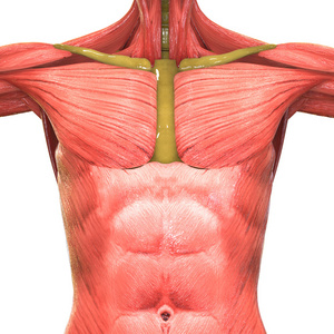 人体肌肉人体解剖学