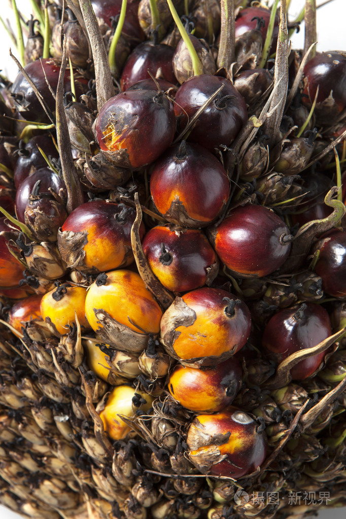 油棕束背景关闭