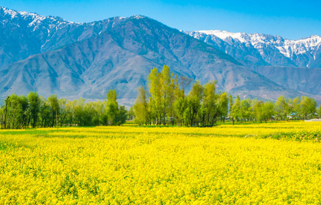 芥子气场美丽雪覆盖山景观 K