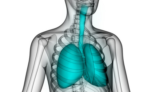 人体的肺呼吸过程视频图片