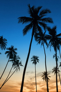热带夕阳与棕榈树