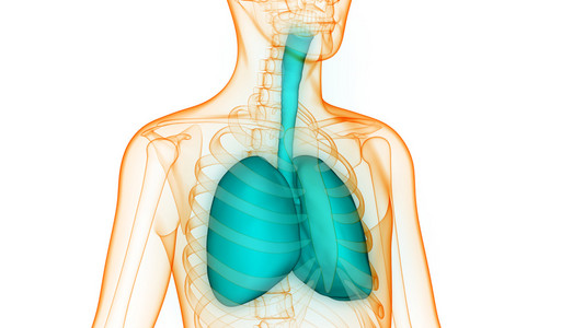 人体器官肺解剖