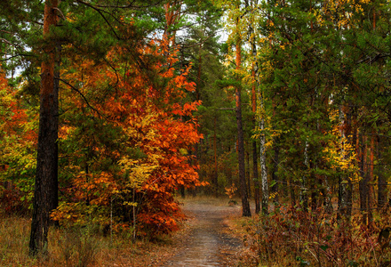 在秋天的森林里漫步。秋天的颜色。忧郁。秋季心情
