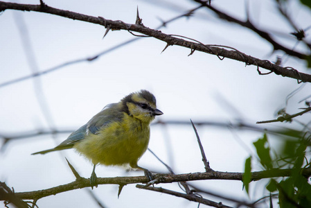 欧亚蓝或 Cyanistes caeruleus。欧洲鸟类