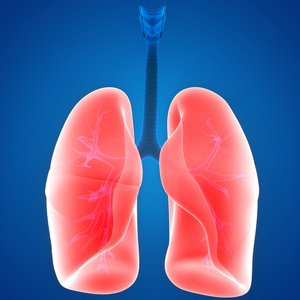 人体器官肺